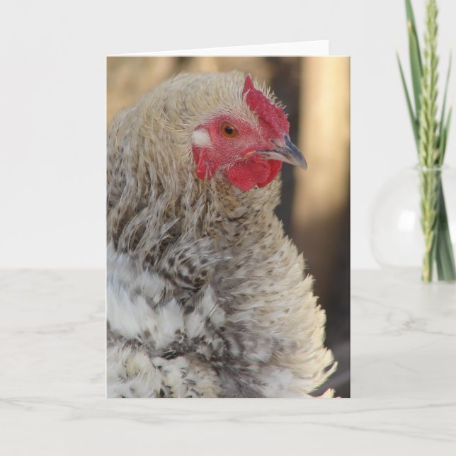 Frizzle Chicken All Occasion Card (Front)