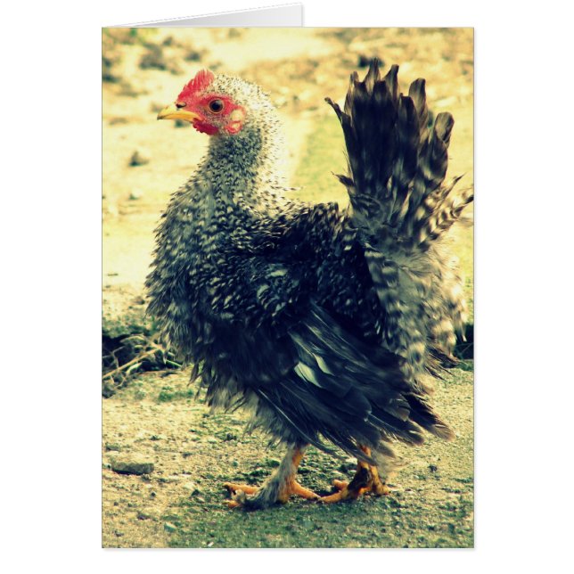 Frizzle Rooster All Occasion Blank Greeting Card (Front)
