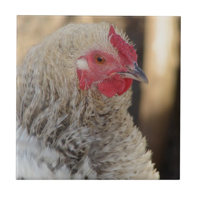 Frizzle Rooster Ceramic Tile (Front)