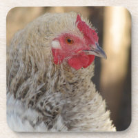 Frizzle Rooster