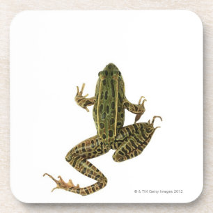 Frog 2 coaster