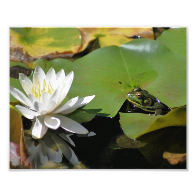 Frog Admiring Water Lily Lotus Flower 8x10 Nature  Photo Print (Front)