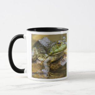 Frog along the Buffalo River, Mile 126 on the Mug