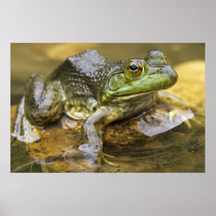 Frog along the Buffalo River, Mile 126 on the Poster