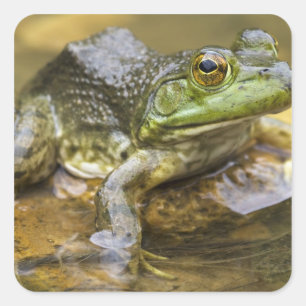 Frog along the Buffalo River, Mile 126 on the Square Sticker