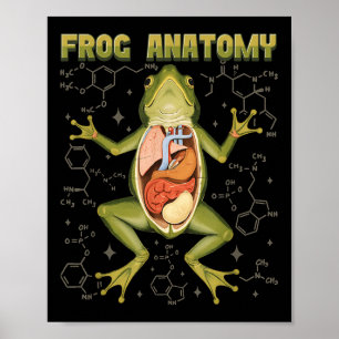 Frog Anatomy Frog Dissection Biology Amphibian Her Poster
