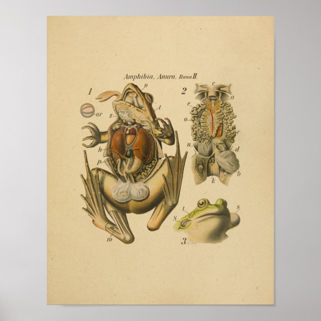 Frog Anatomy Print Paul Pfurtscheller (Front)
