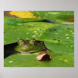 Frog and Lily Pads Poster