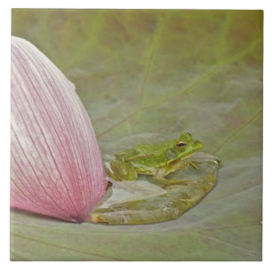 Frog and lotus flower petal, China, Ceramic Tile