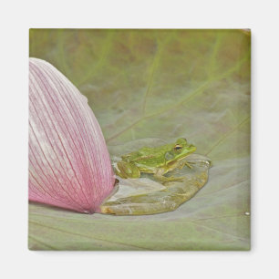 Frog and lotus flower petal, China, Magnet