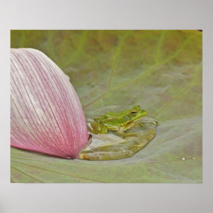 Frog and lotus flower petal, China, Poster
