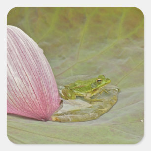 Frog and lotus flower petal, China, Square Sticker