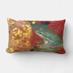Frog and reflections among flowers. Credit as: Lumbar Cushion