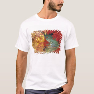 Frog and reflections among flowers. Credit as: T-Shirt