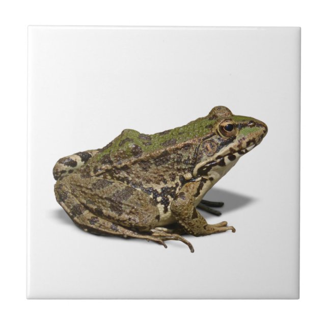 Frog Ceramic Tile (Front)