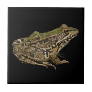 Frog Ceramic Tile