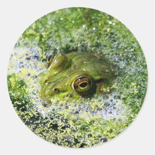 Frog Eyes Classic Round Sticker
