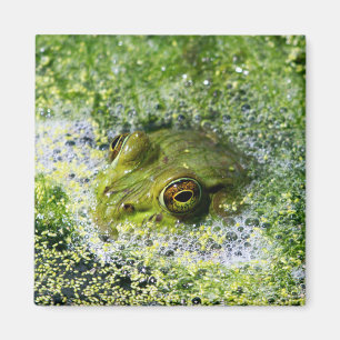 Frog Eyes Magnet
