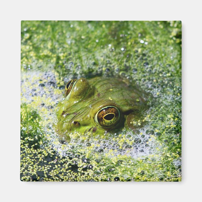 Frog Eyes Magnet (Front)