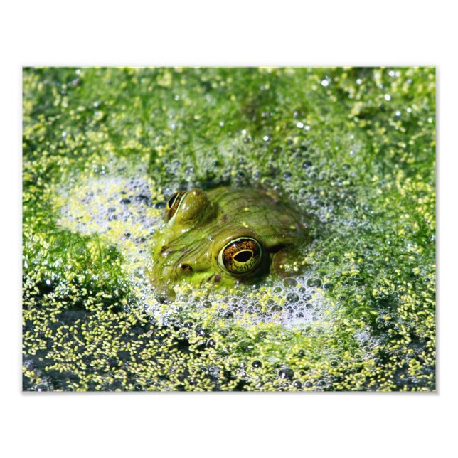 Frog Eyes Photo Print (Front)