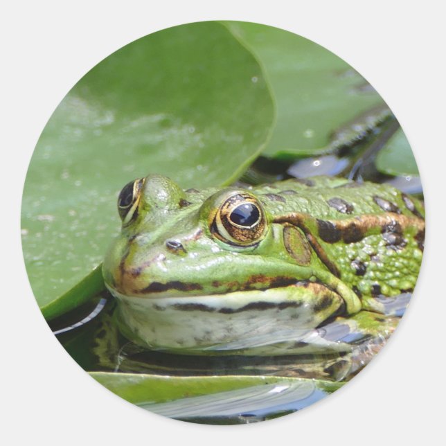 Frog Green Lily Pad Photo Classic Round Sticker (Front)