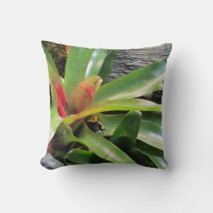 Frog Hiding in Plant Cushion