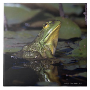 Frog in a pond ceramic tile