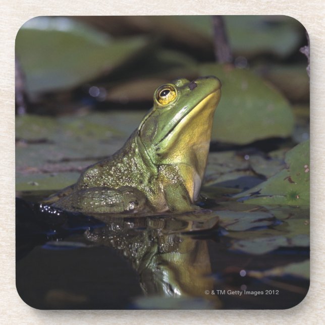 Frog in a pond coaster (Front)