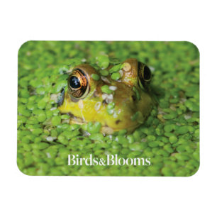 Frog in Green Algae Magnet