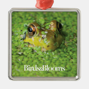 Frog in Green Algae Metal Tree Decoration