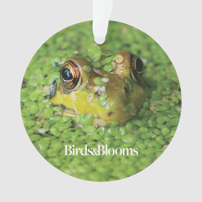 Frog in Green Algae Ornament (Front)