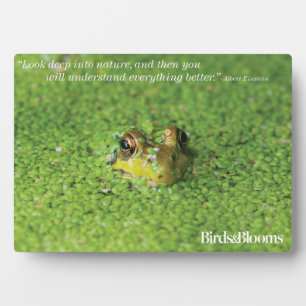 Frog in Green Algae Plaque