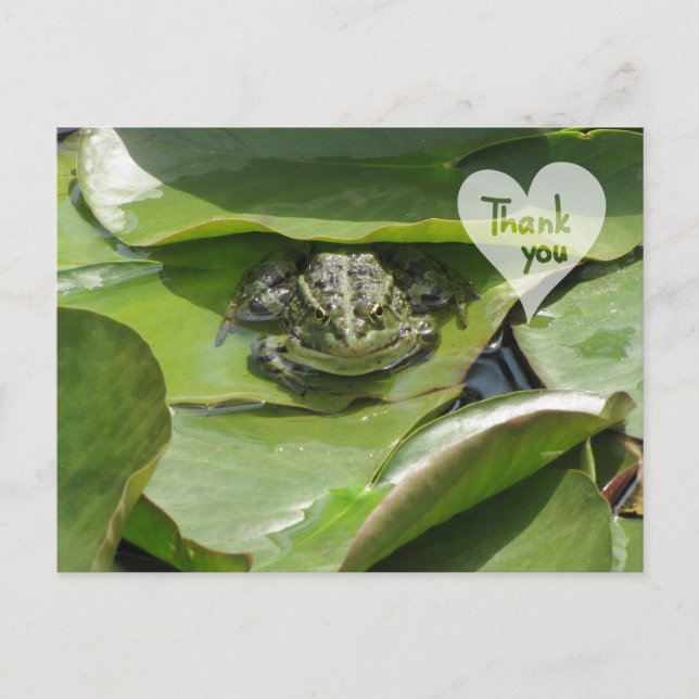 Frog in Green Looking at You Thank You Postcard (Front)