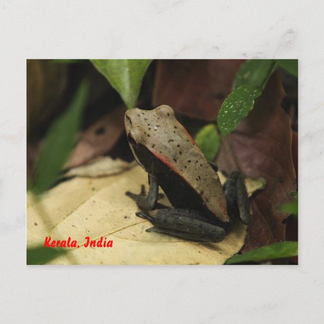 Frog in Kerala, India Postcard (Front)