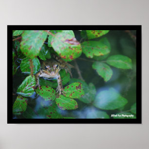Frog in Leafy Pond Poster