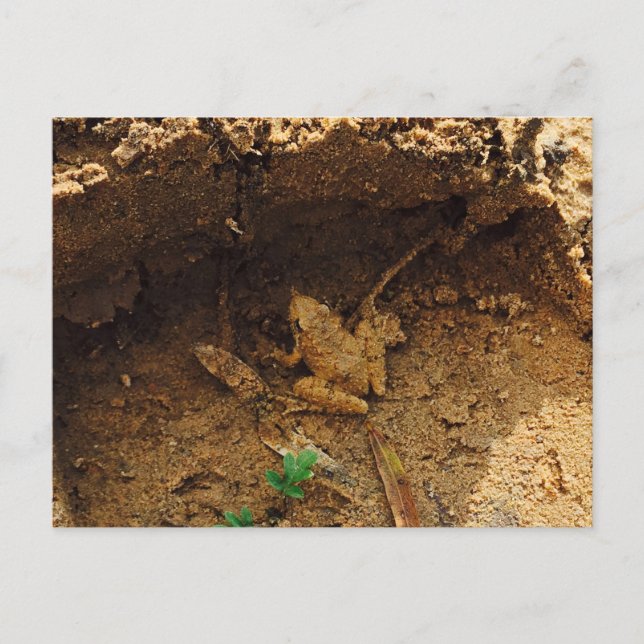 Frog in Pleasanton, Texas Postcard (Front)