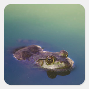 Frog in Water Green Frog Eyes Square Sticker