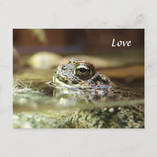 Frog in Water Postcard
