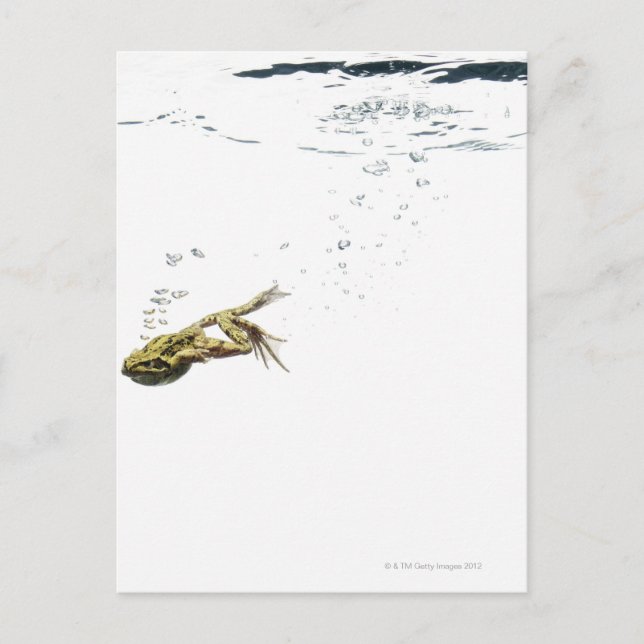 frog jumping and diving into the water postcard (Front)
