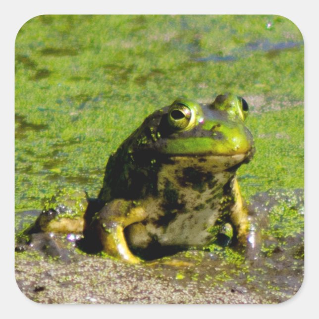 Frog Large Stickers (Front)