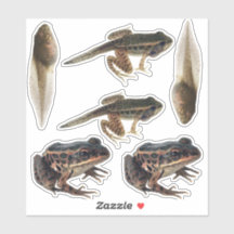 Frog Life Cycle Stickers