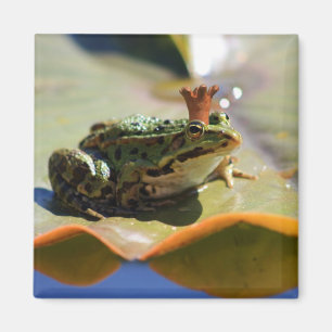 frog magnet