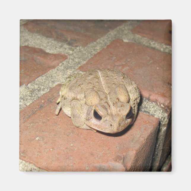 Frog Magnet (Front)