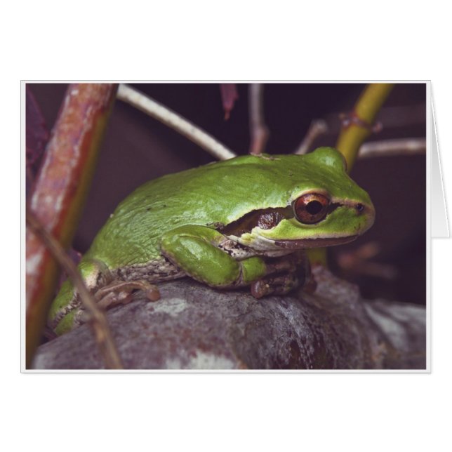 Frog Meditation (Front Horizontal)