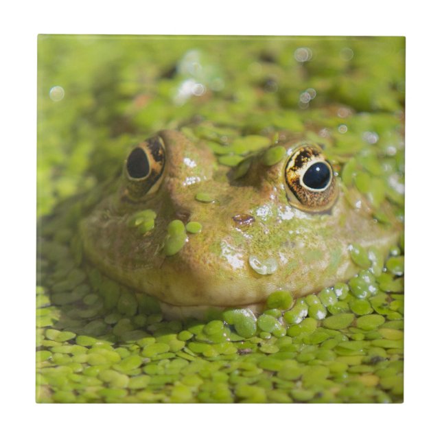 Frog on a ceramic tile (Front)