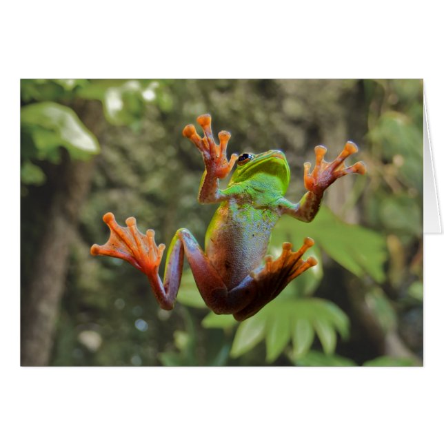 Frog on Glass (Front Horizontal)