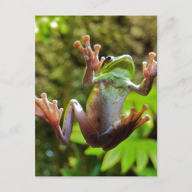 Frog on Glass Postcard (Front)