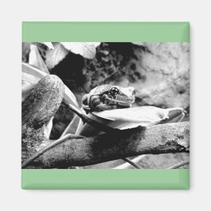 Frog on Leaf B+W Magnet