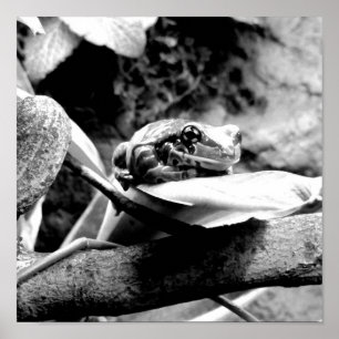 Frog On Leaf B+W Poster