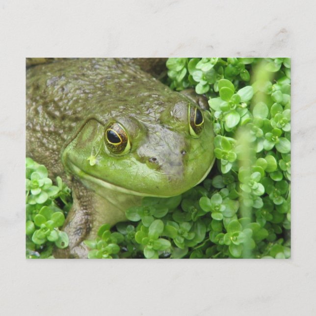 Frog on Marsh Postcard (Front)